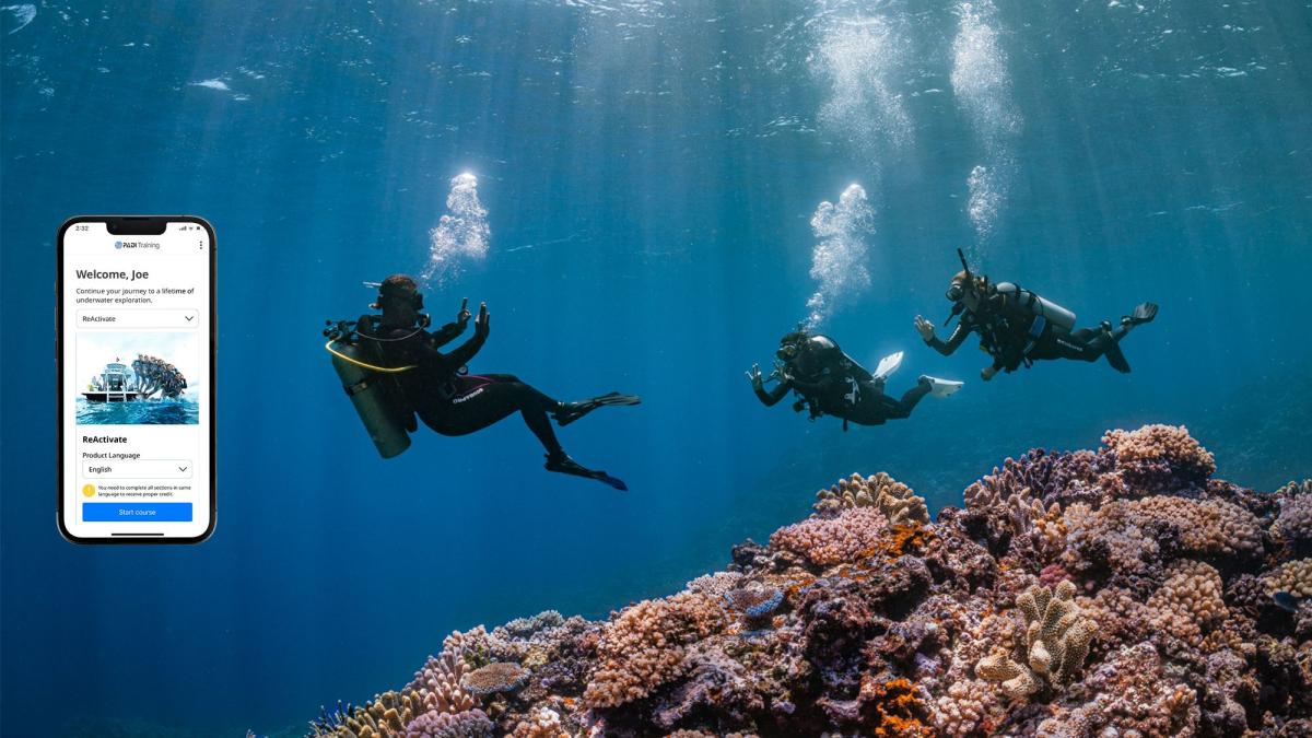 divers swimming in the ocean